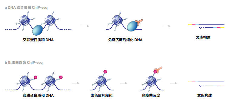 chipseq实验流程